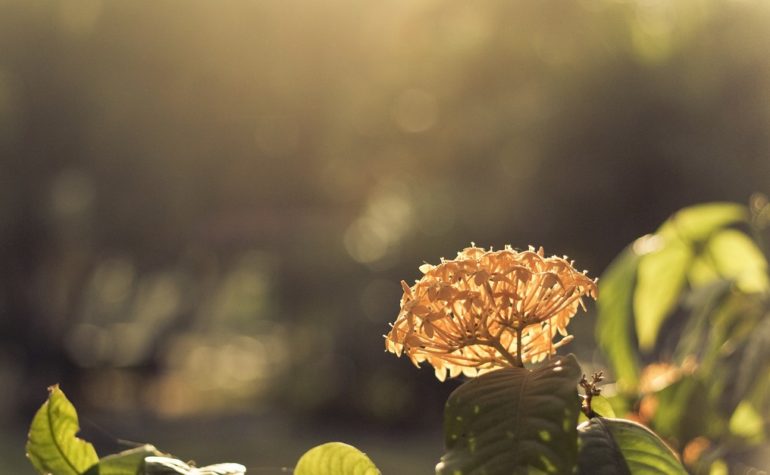 Lorem ipsum dolor sit amet consectetur